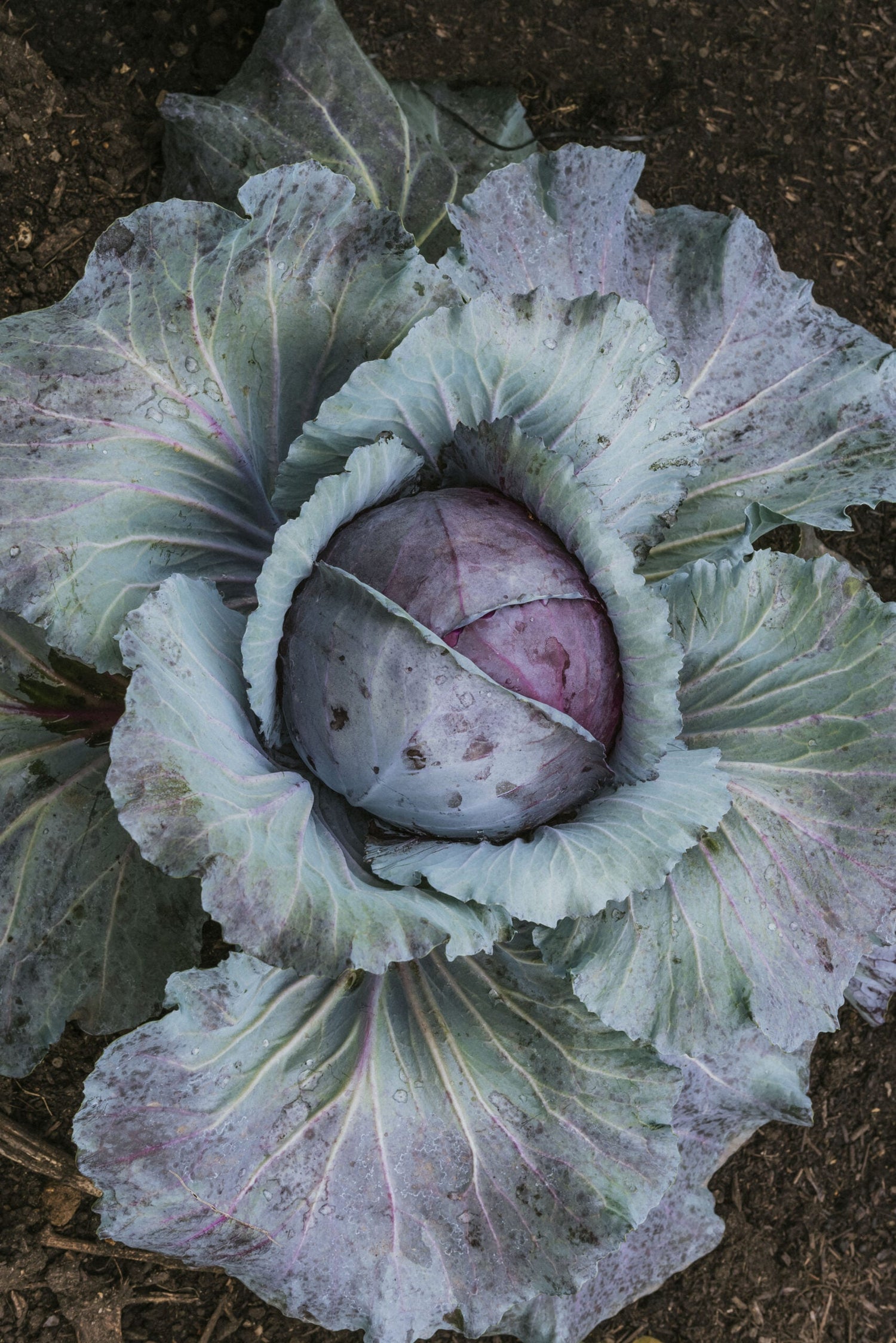 Red Cabbage - Klimaro F1 ECO
