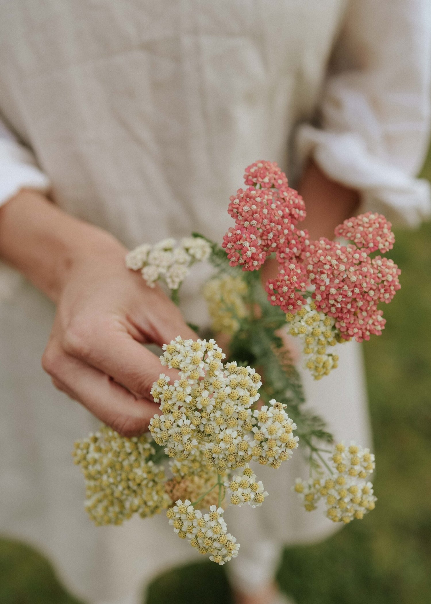 Yarrow - Summer Pastell Mix