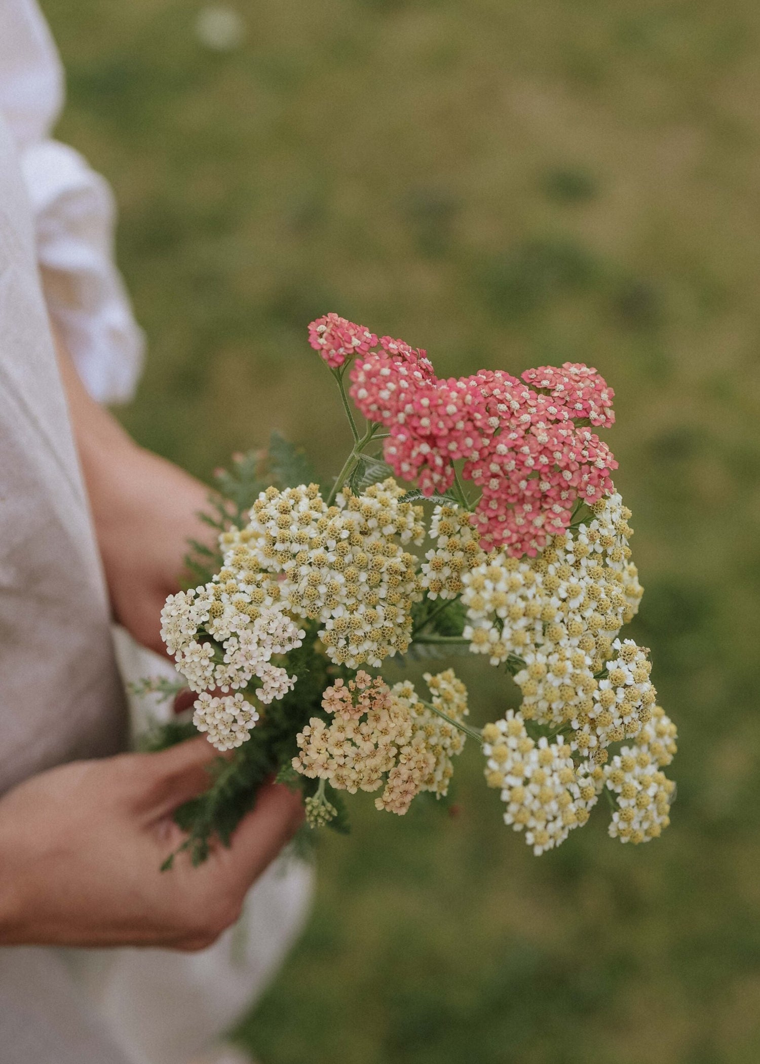 Yarrow - Summer Pastell Mix
