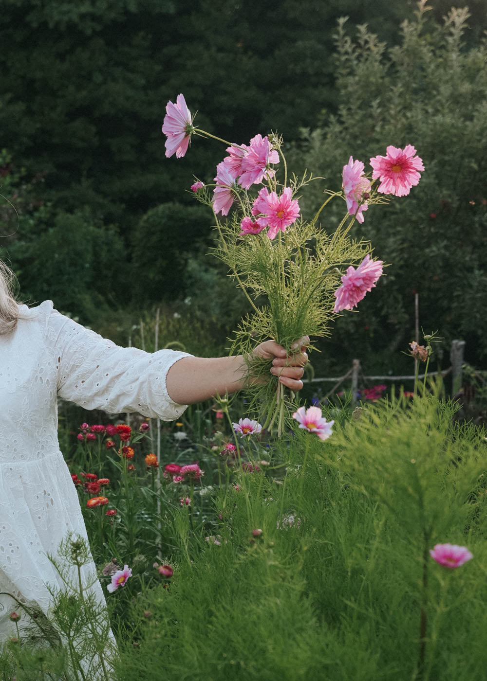 Rosenskära - Double Click Rose Bonbon