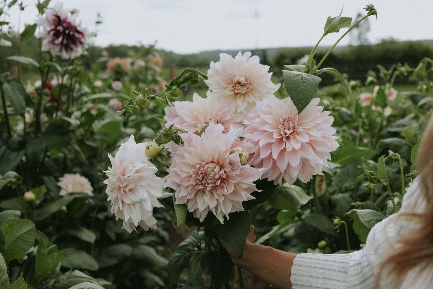 Dahlia - Café au Lait