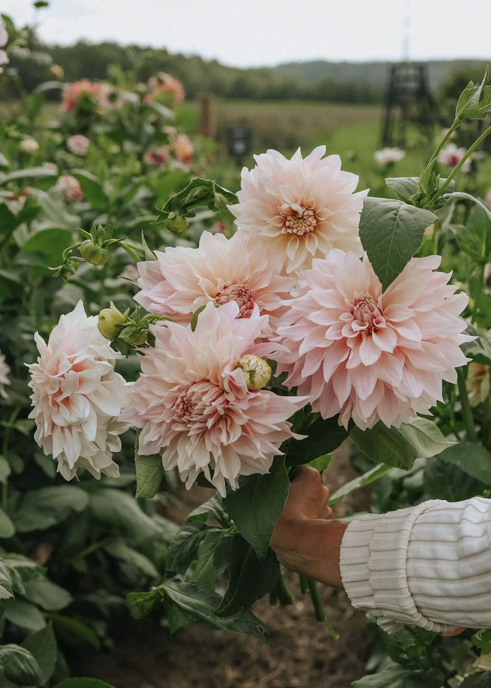 Dahlia - Café au Lait