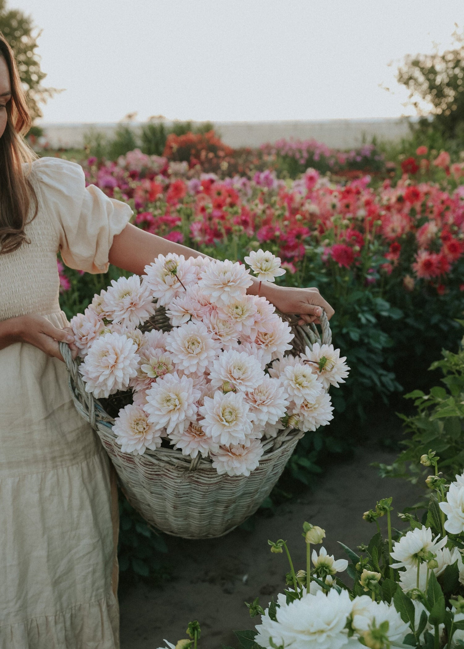 Dahlia - Diana's Memory