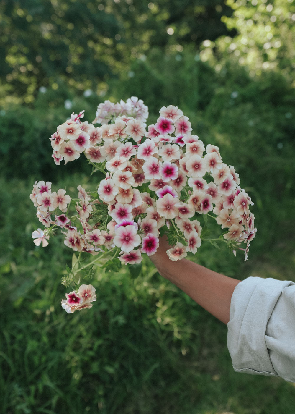 Sommarflox - Cherry Caramel