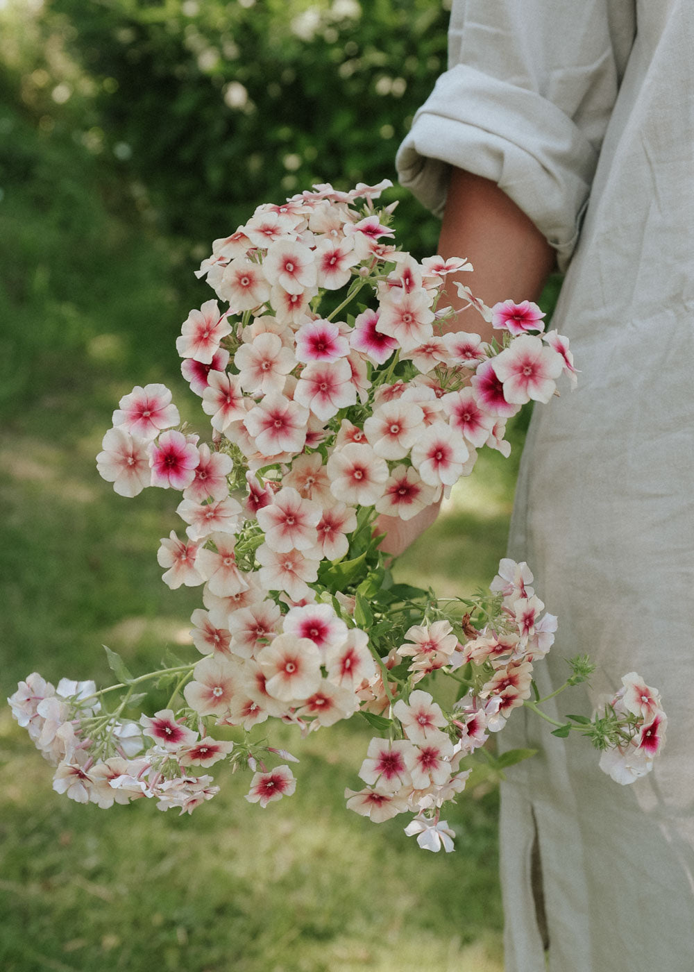 Sommarflox - Cherry Caramel