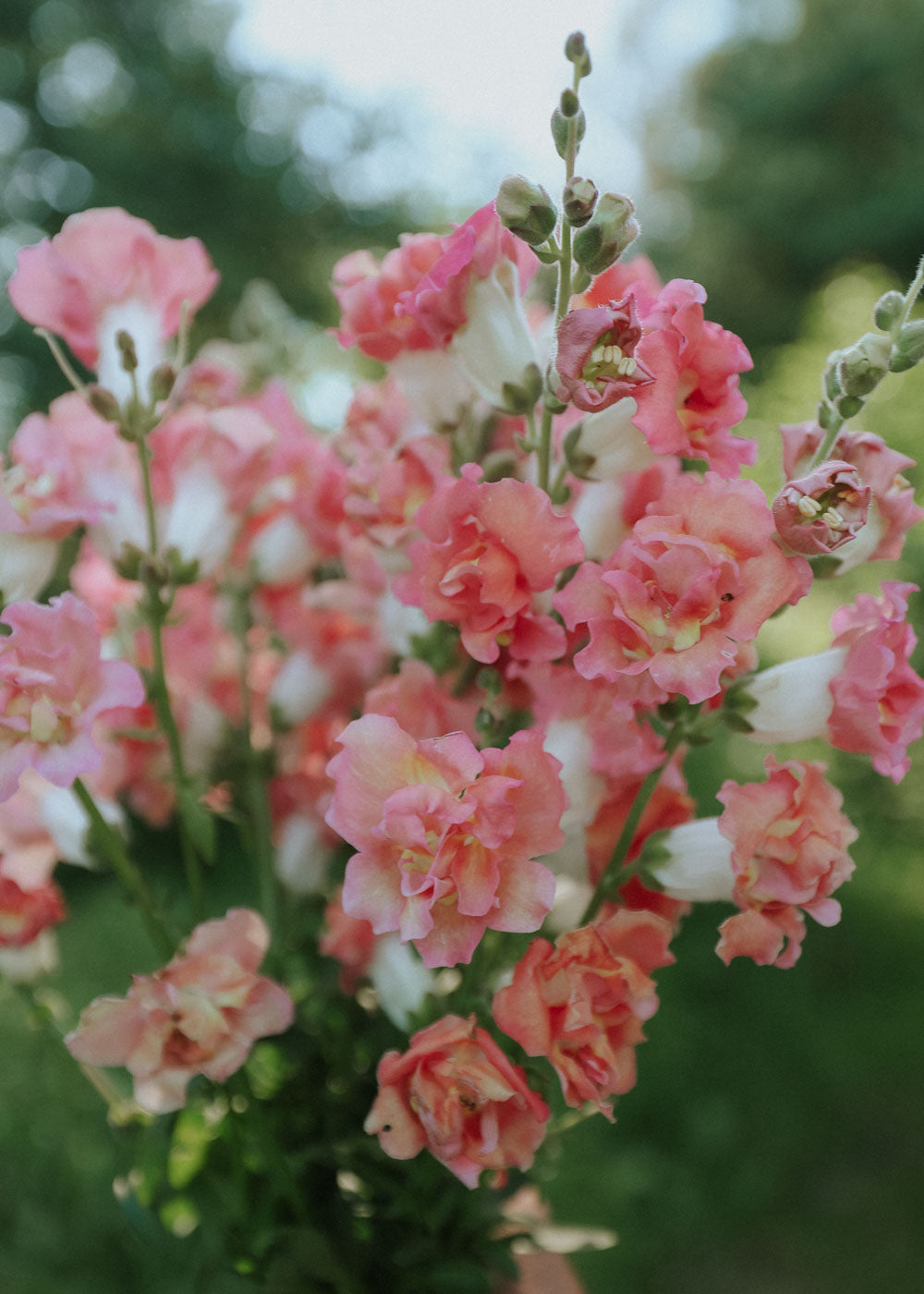 Snapdragon - Madame Butterfly Bronze F1 (big pack)