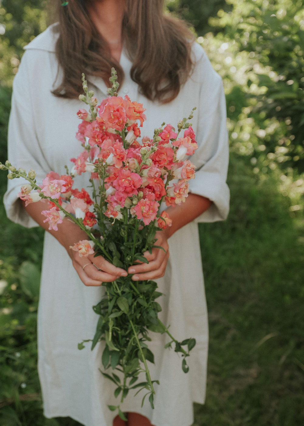 Snapdragon - Madame Butterfly Bronze F1 (big pack)