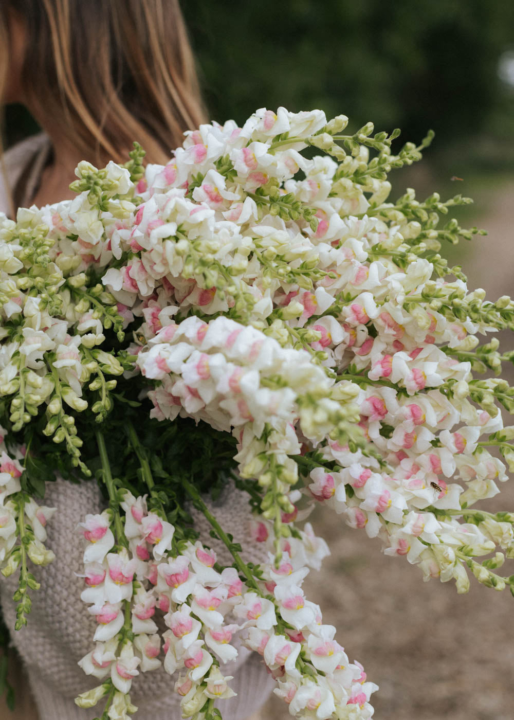 Snapdragon - Potomac Appleblossom