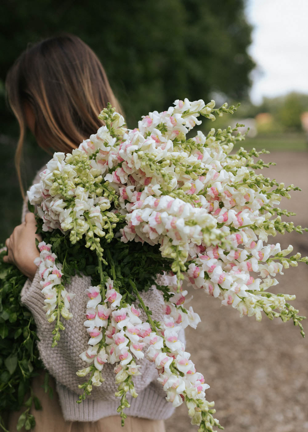 Snapdragon - Potomac Appleblossom