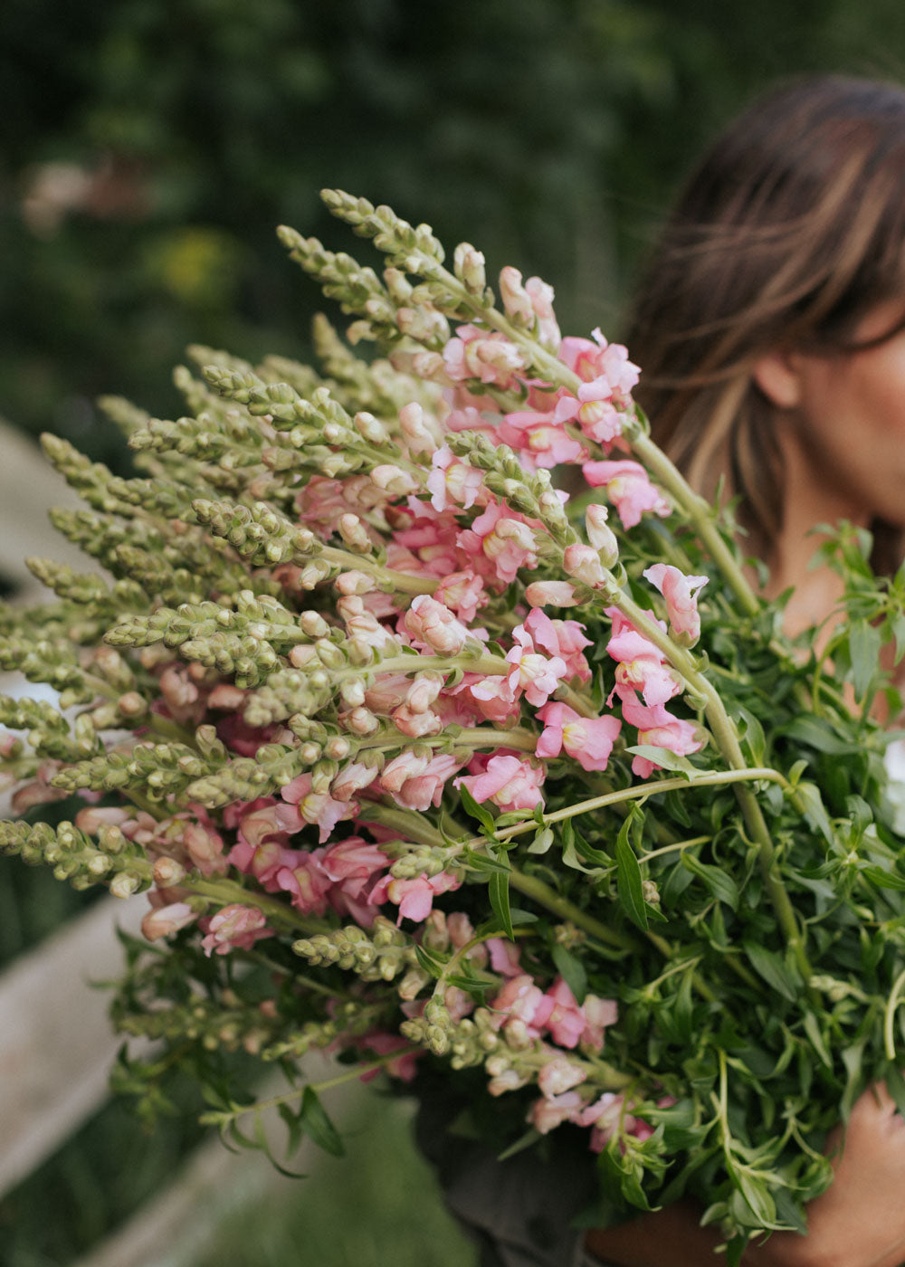Snapdragon - Potomac Cherry Rose