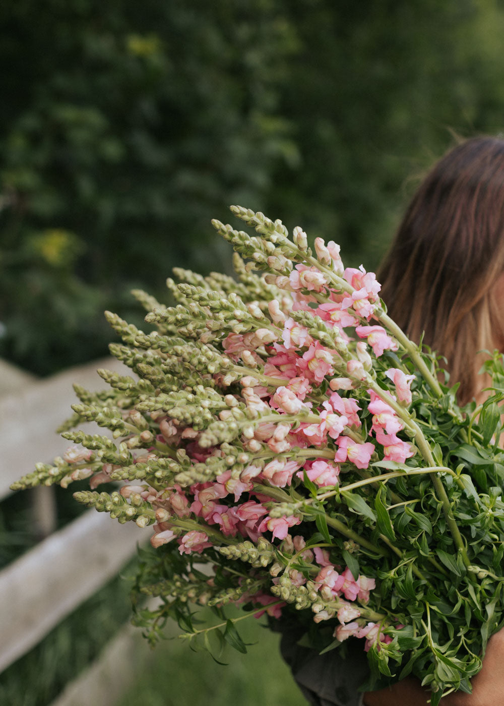 Snapdragon - Potomac Cherry Rose