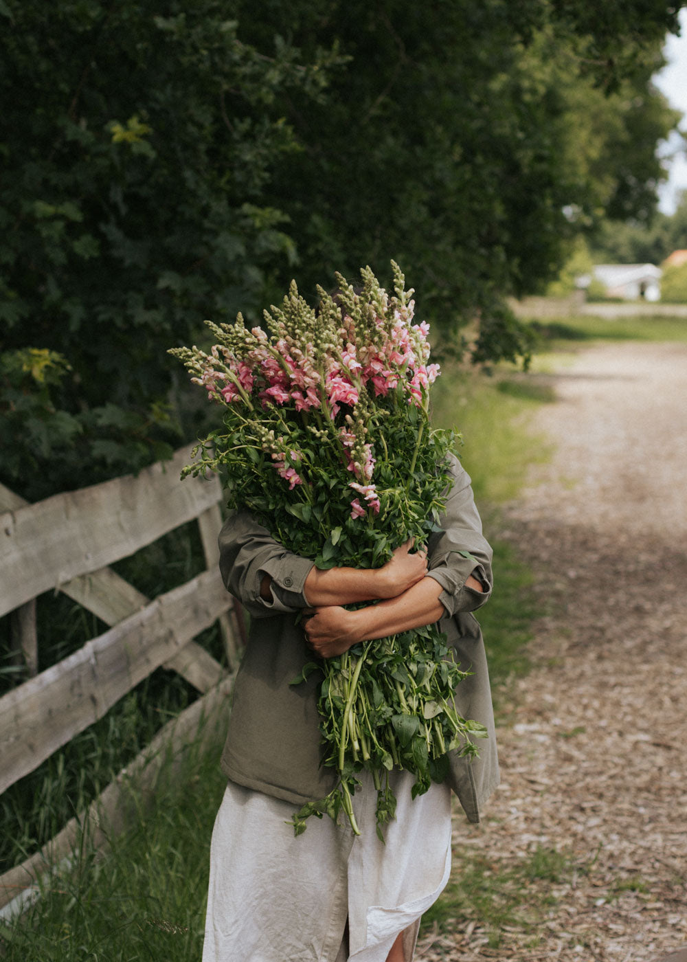 Snapdragon - Potomac Cherry Rose