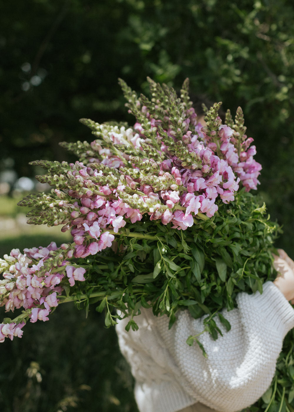 Snapdragon - Potomac Lavender