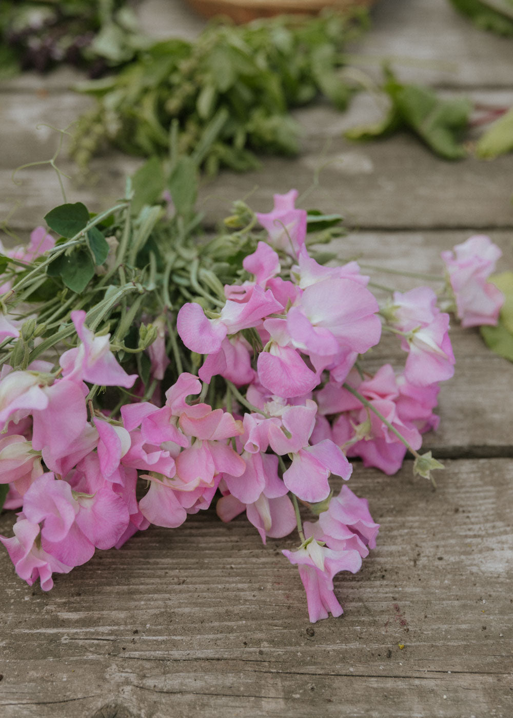 Sweet Pea- Royal Family Rose