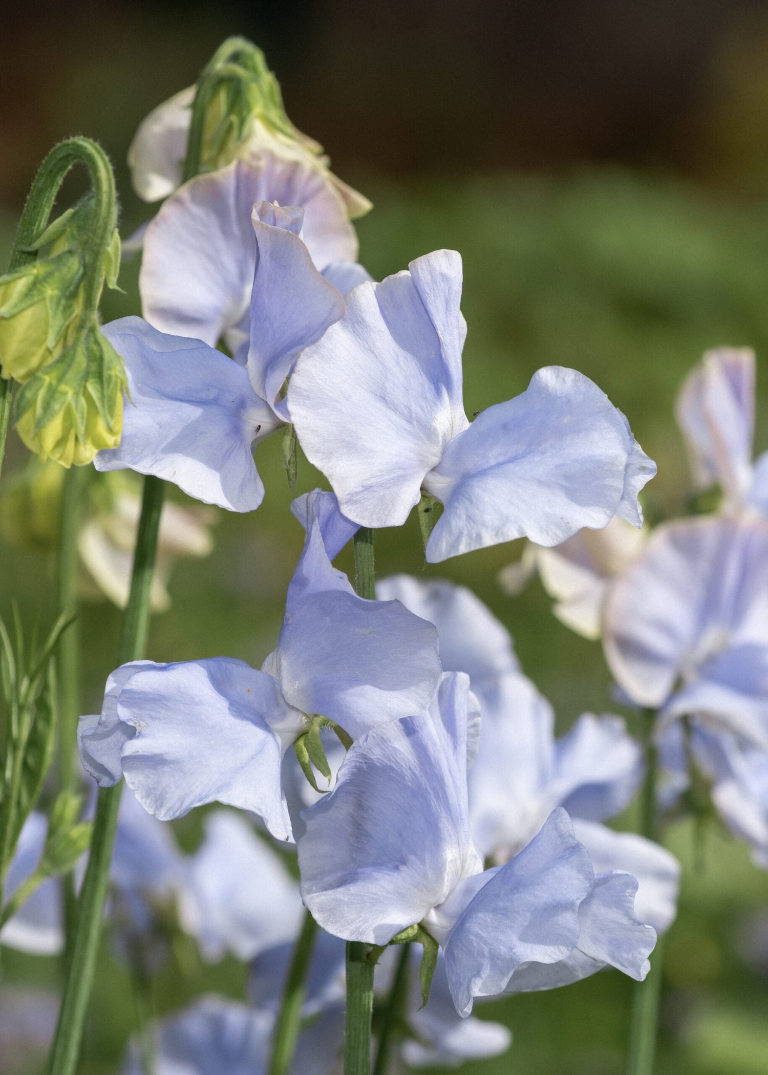 Sweet Pea - Spring Sunshine Light Blue