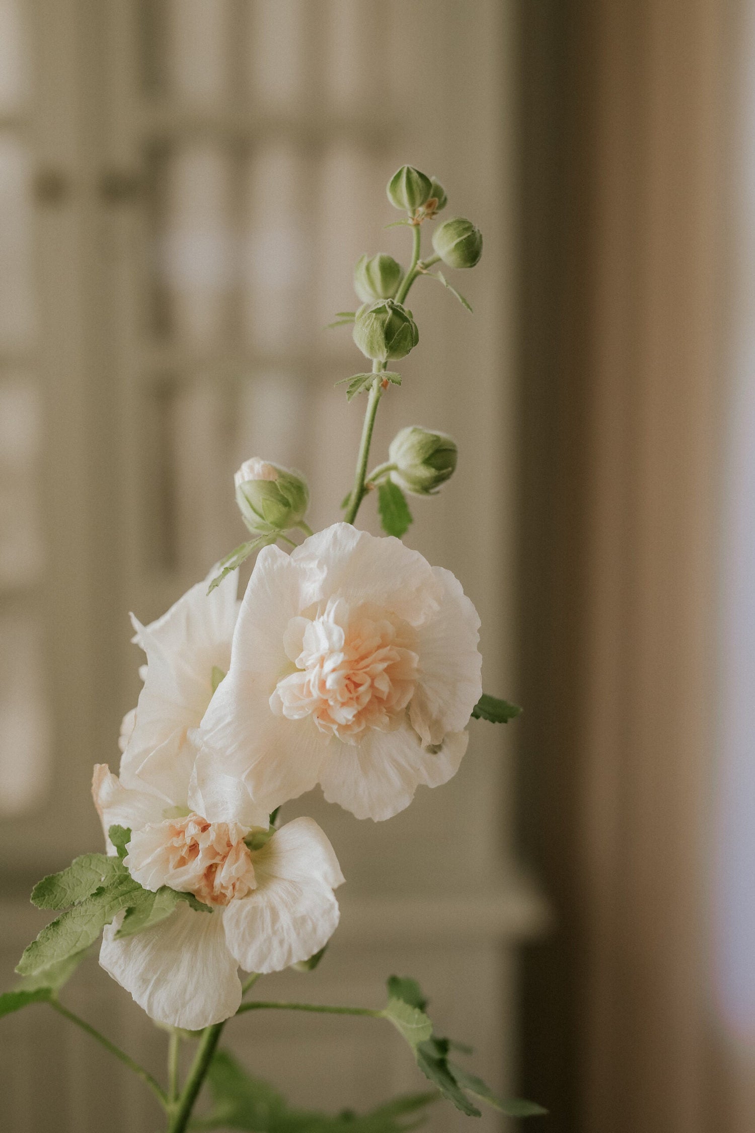 Stockros - Majorette double Champagne