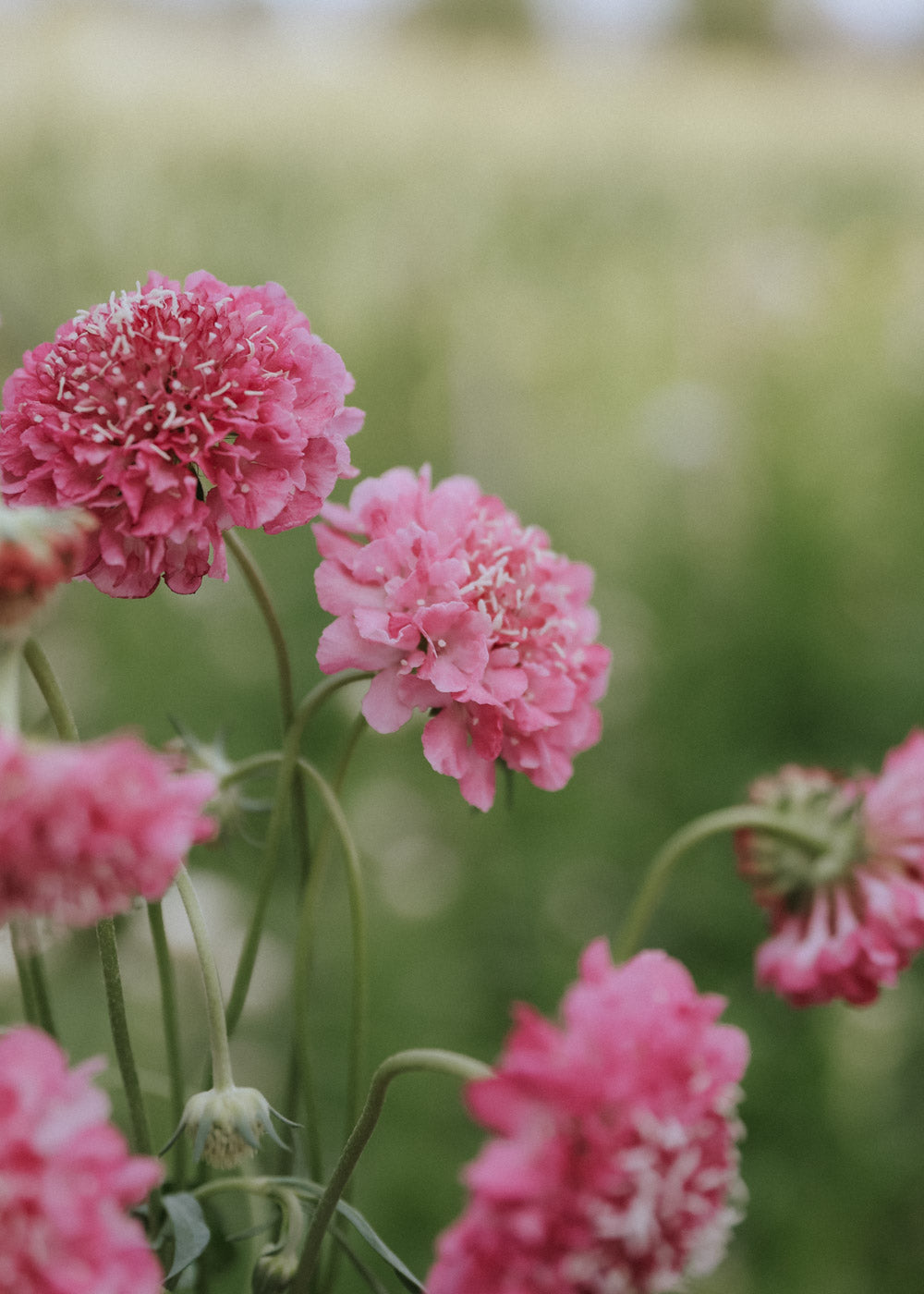 Praktvädd - Salmon Rose