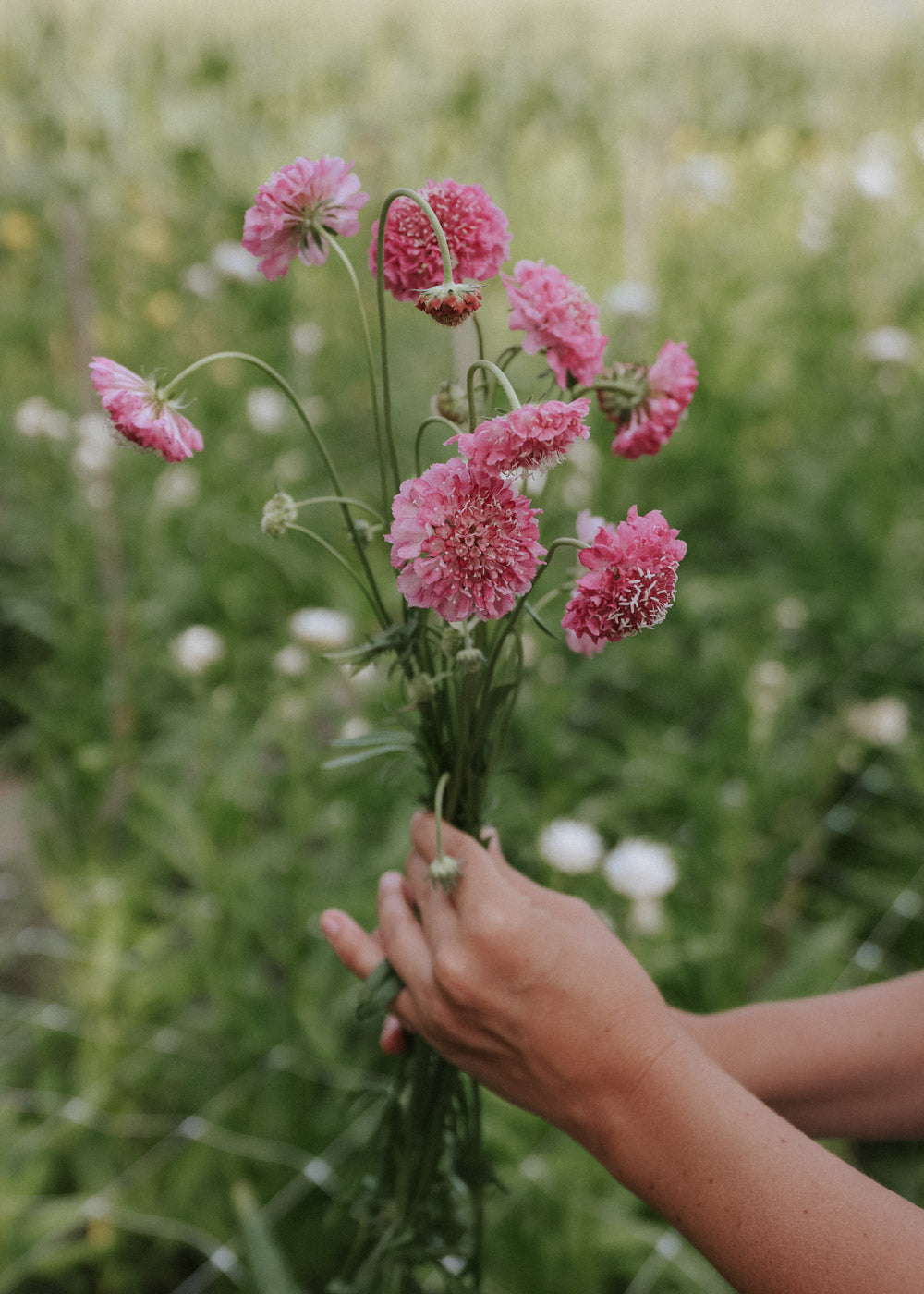 Praktvädd - Salmon Rose