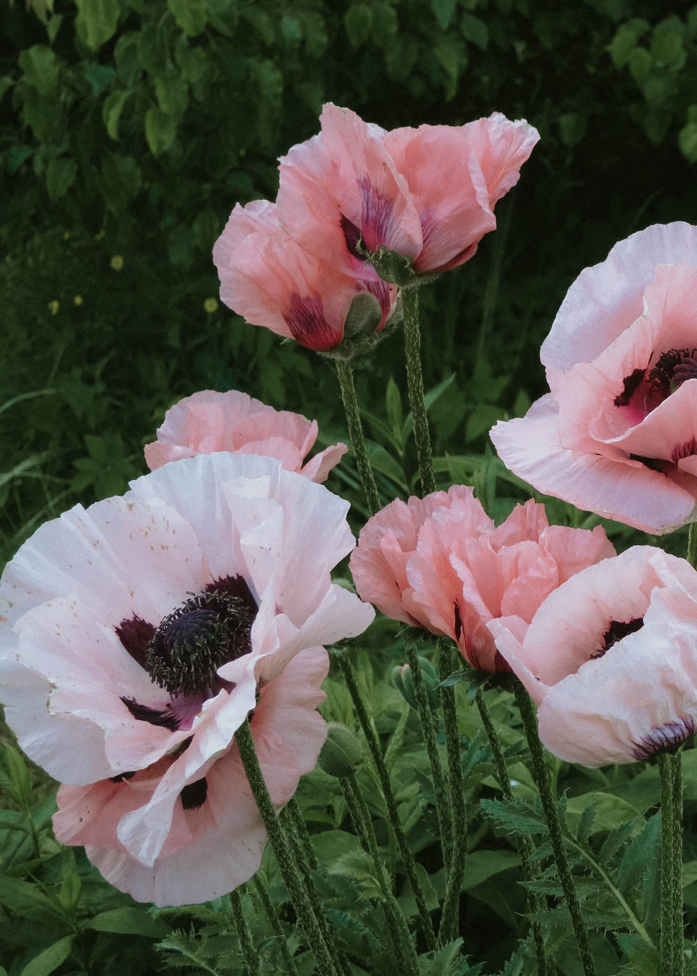 Jättevallmo - Coral Reef