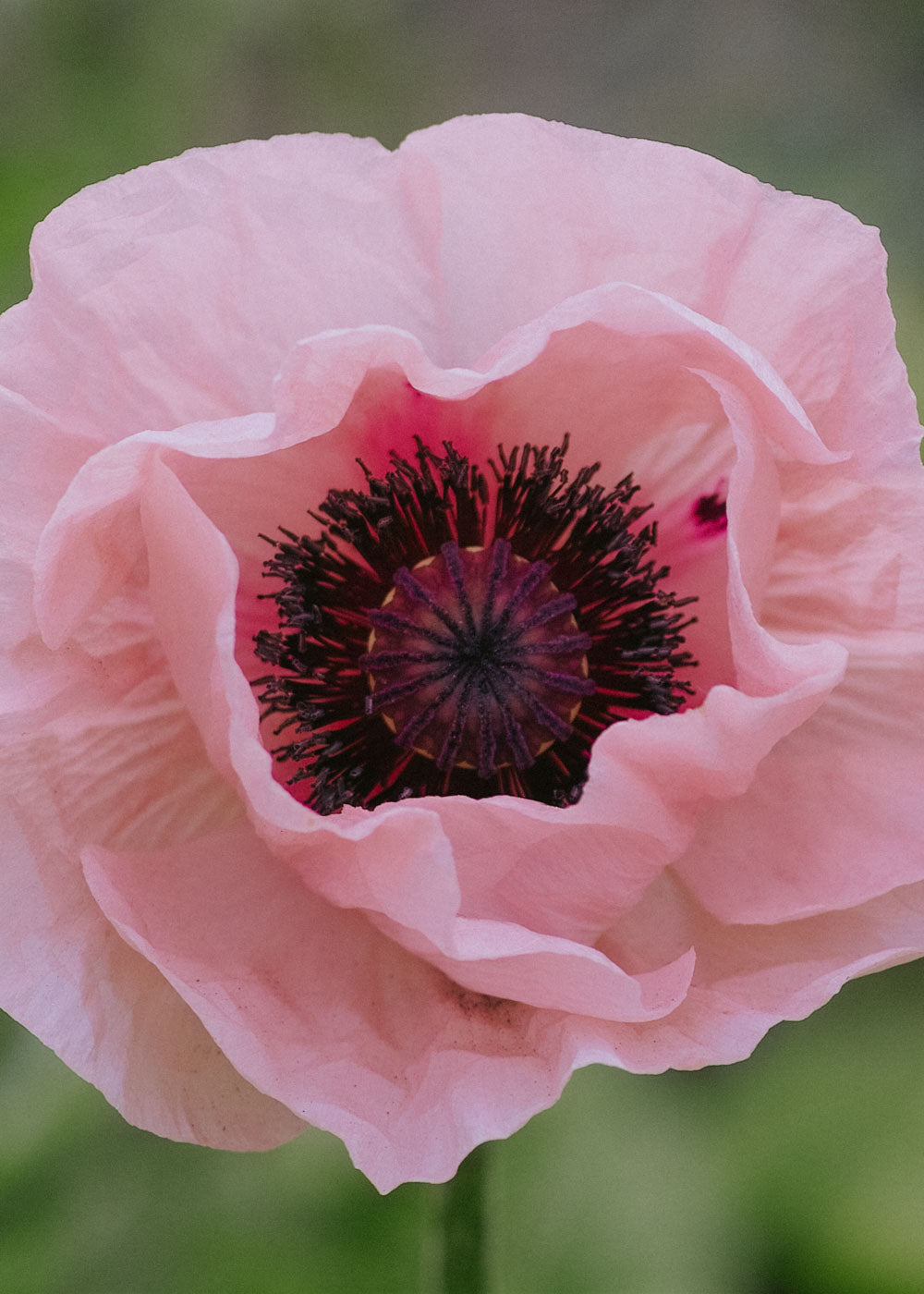 Jättevallmo - Coral Reef