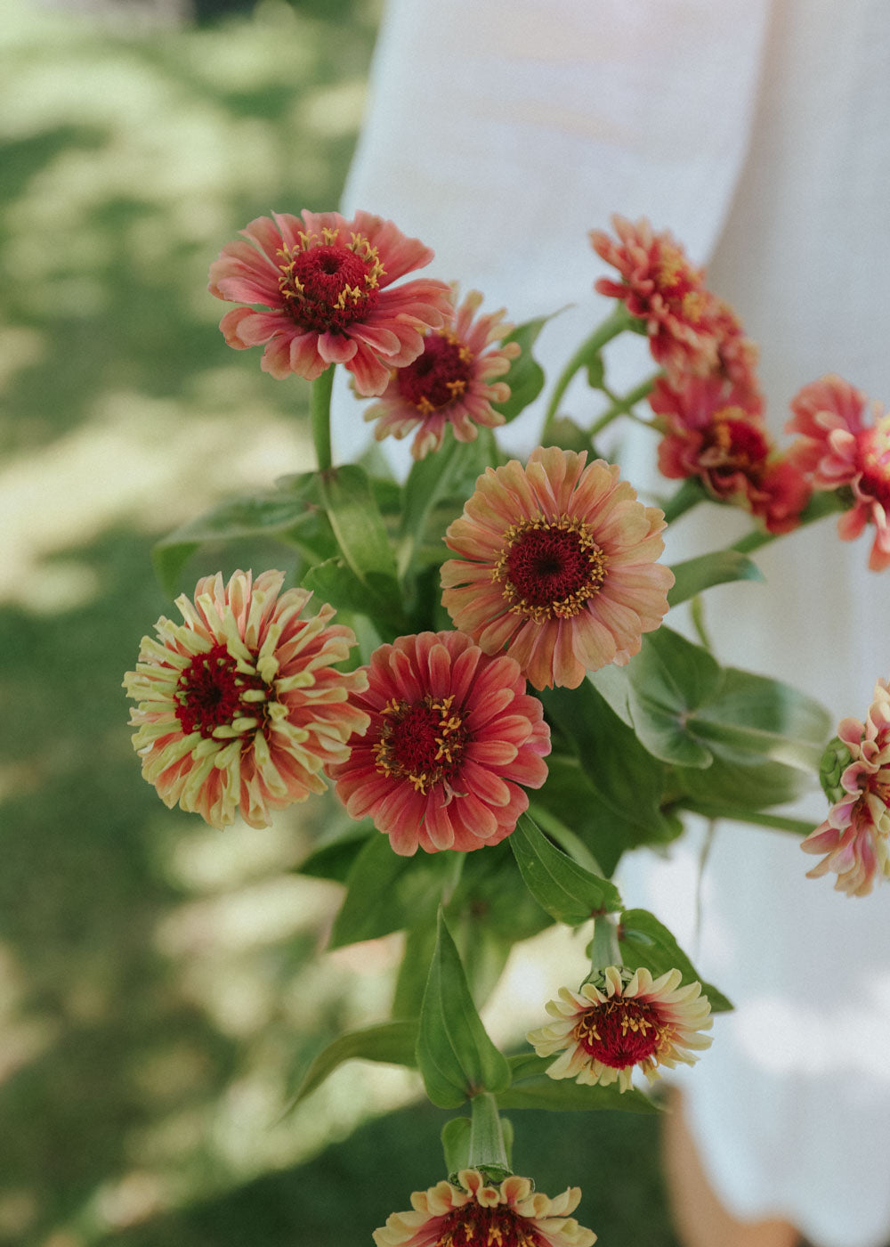 Zinnia - Queeny Lime Red