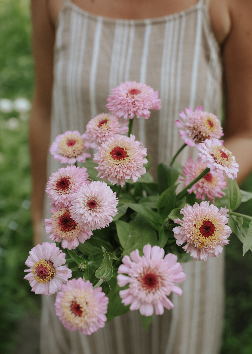 Zinnia - Zinderella Lilac