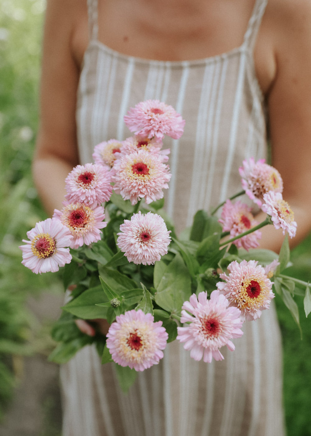 Zinnia - Zinderella Lilac