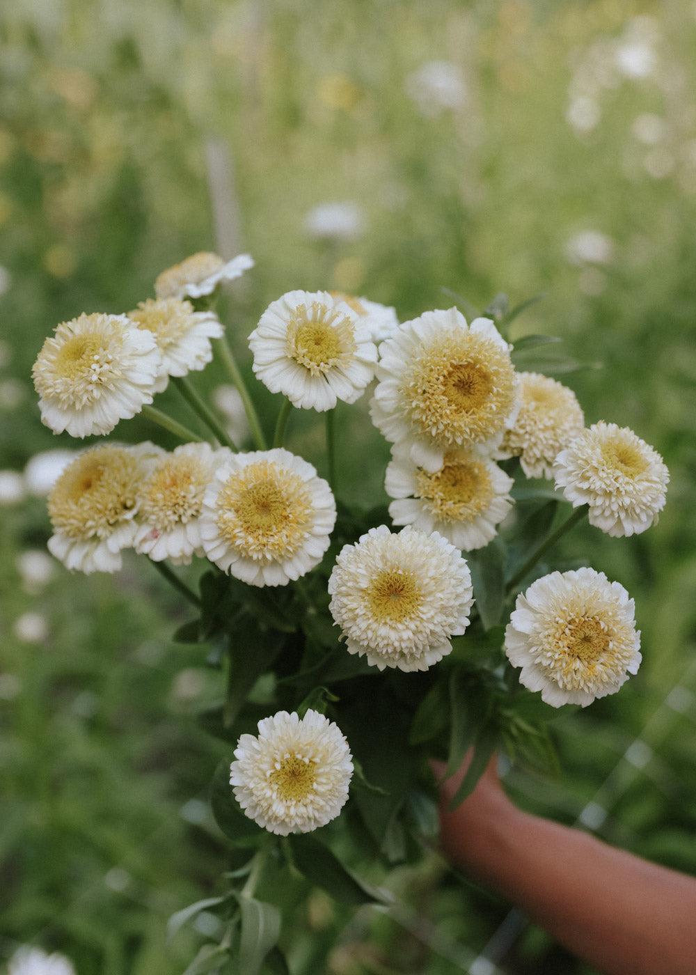 Zinnia - Zinderella White