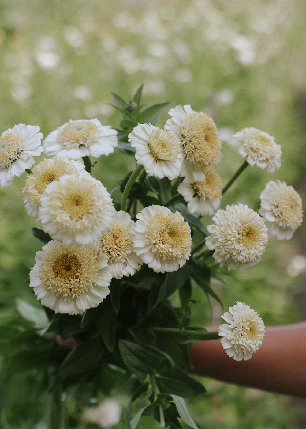 Zinnia - Zinderella White
