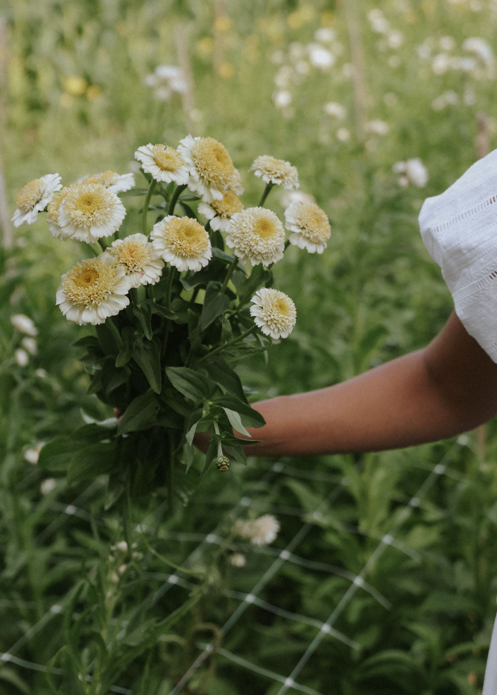 Zinnia - Zinderella White