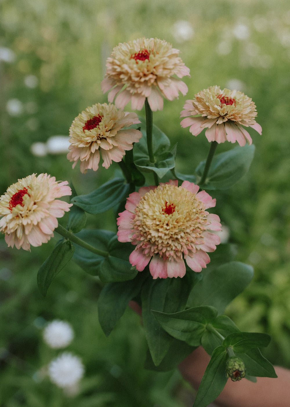 Zinnia - Dahl Flow Lilac