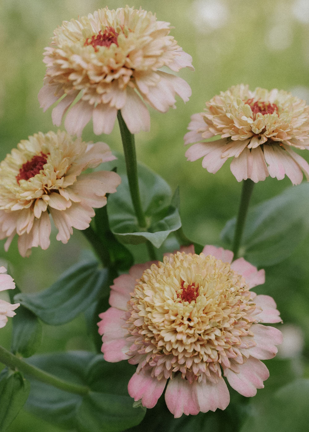 Zinnia - Dahl Flow Lilac