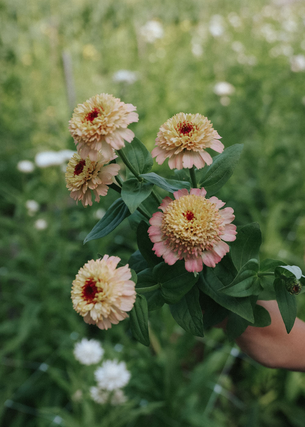 Zinnia - Dahl Flow Lilac