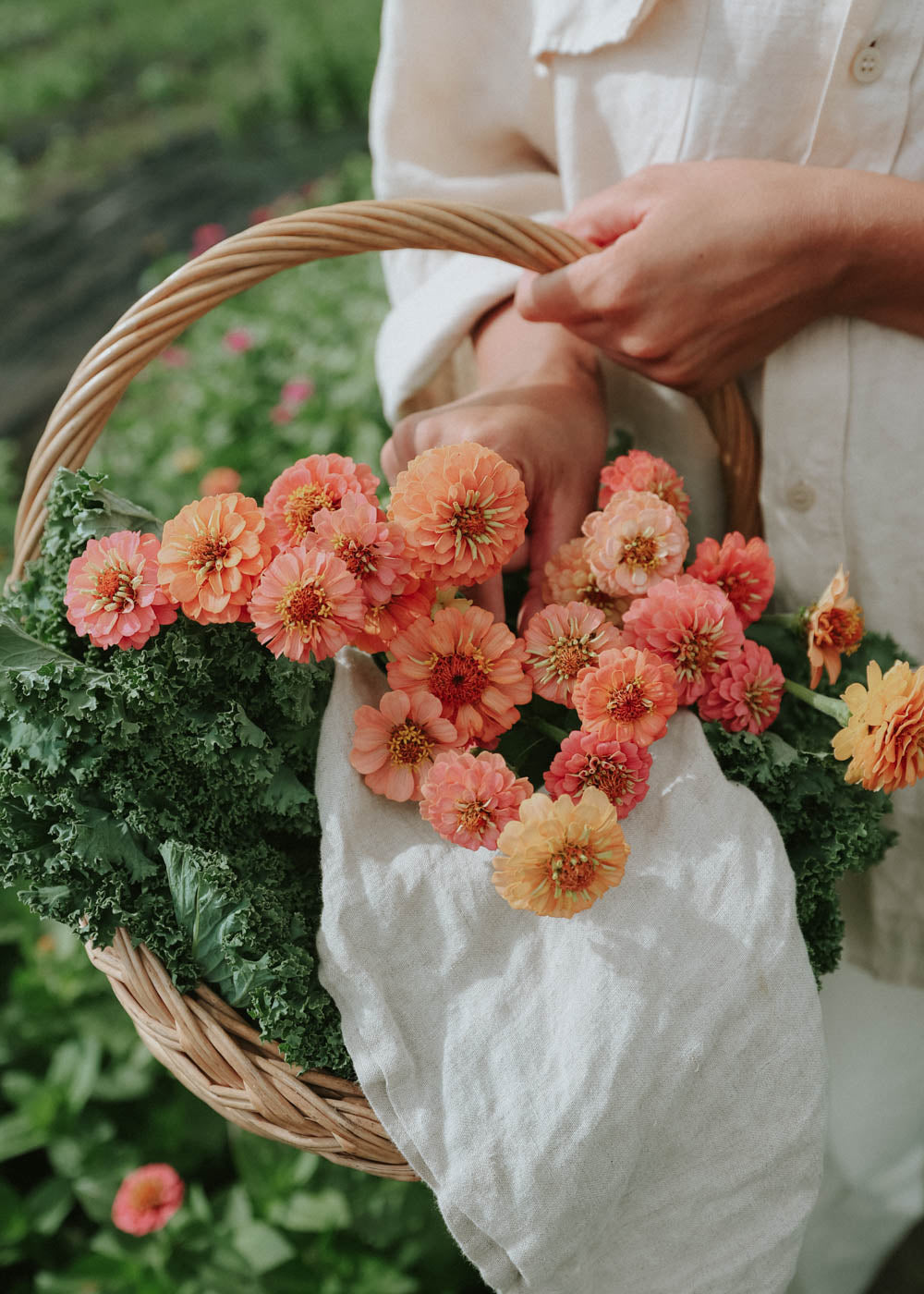 Zinnia - Lilliput Pink mix