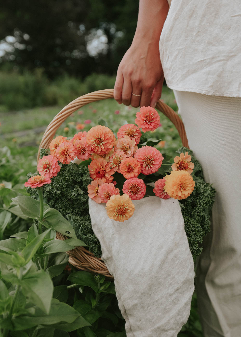 Zinnia - Lilliput Pink Mix
