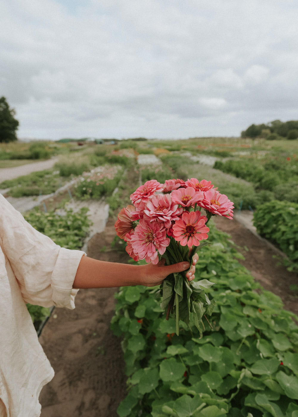 Zinnia - Dahl Flow Luminosa