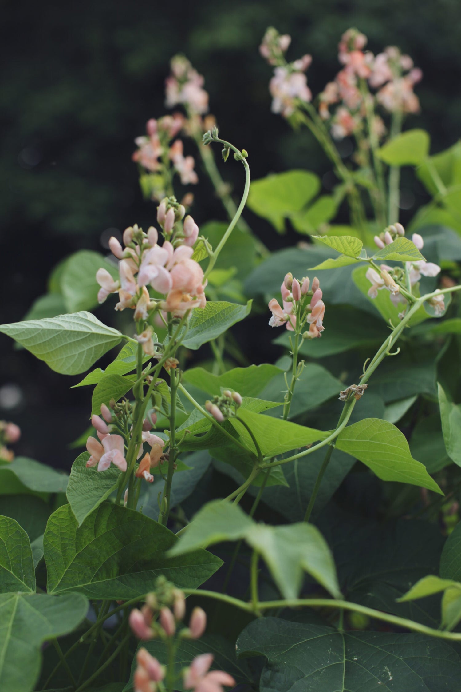 Runner Bean - Sunset