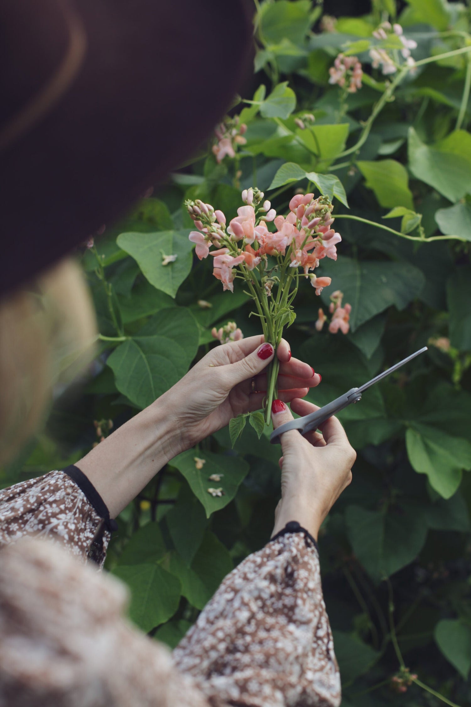 Runner Bean - Sunset