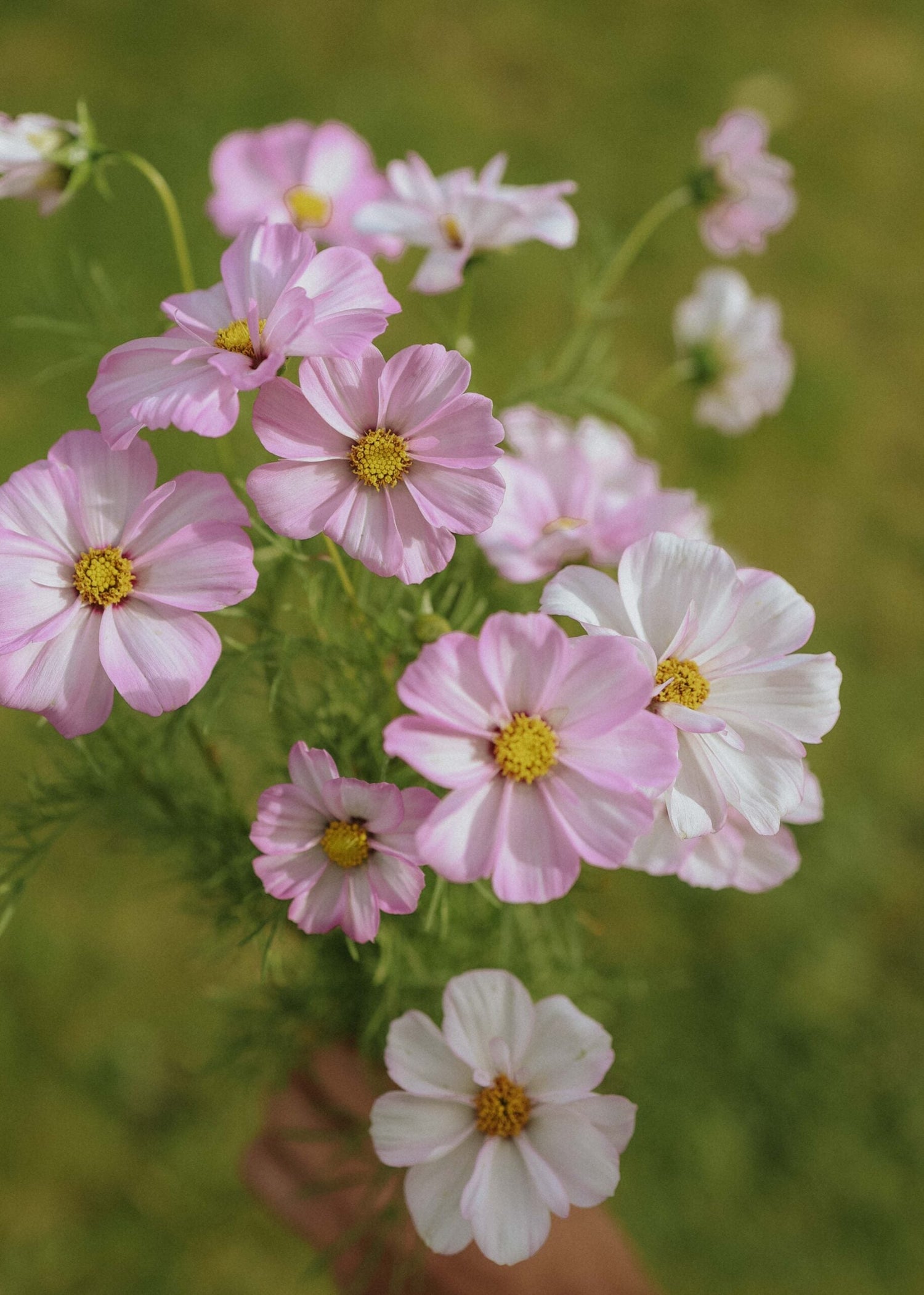 Cosmos - Cosimo Collarette