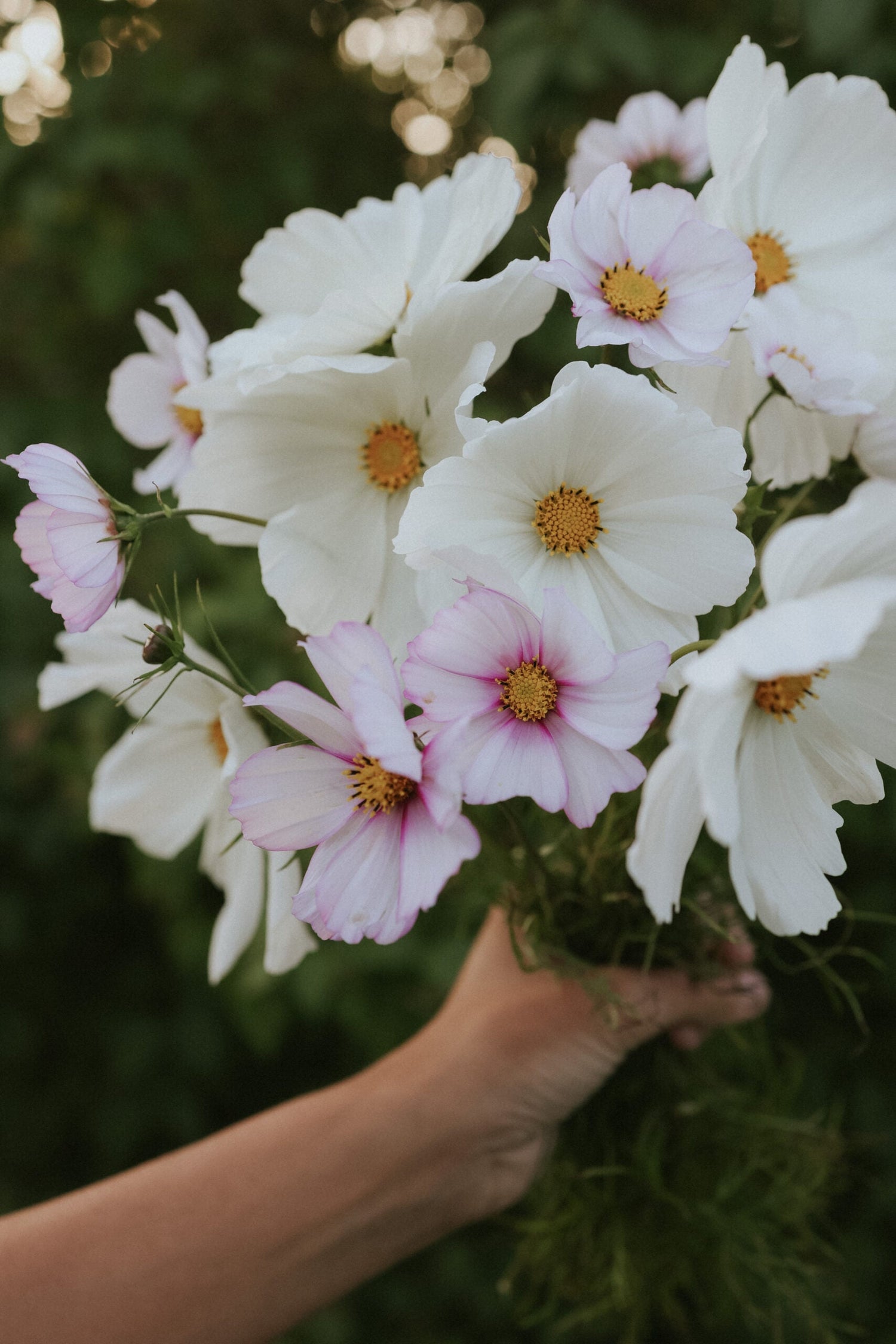 Cosmos Mix - Blushing Harmony