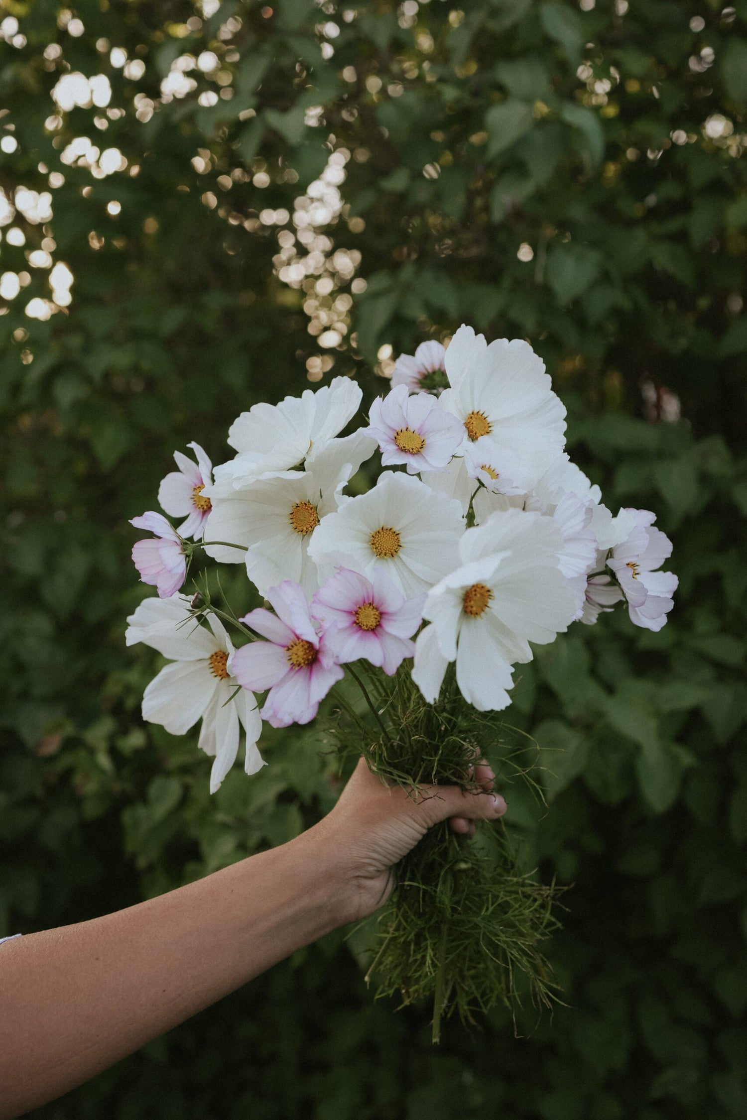 Cosmos Mix - Blushing Harmony