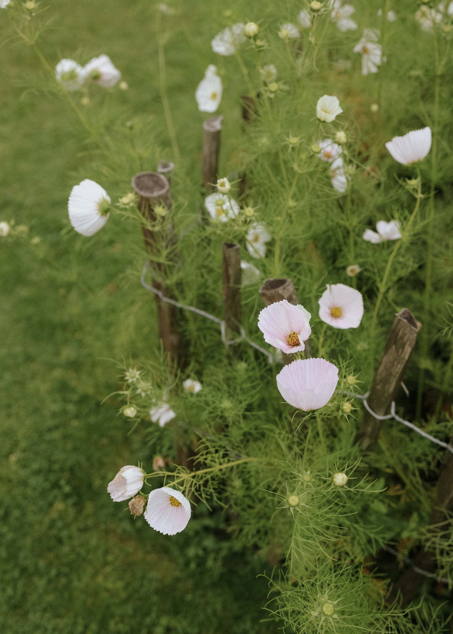 Cosmos - Cupcake Blush