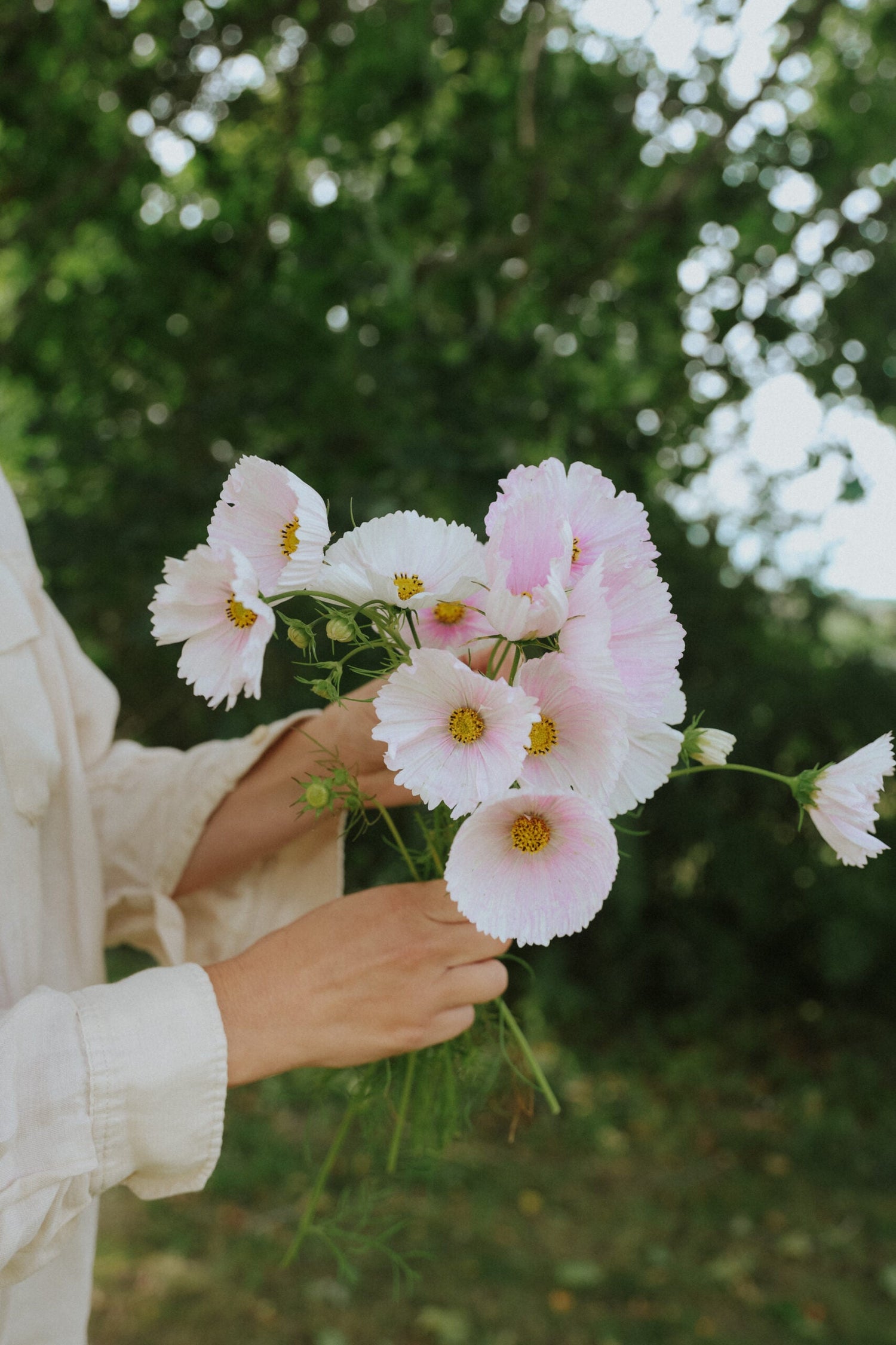 Cosmos - Cupcake Blush