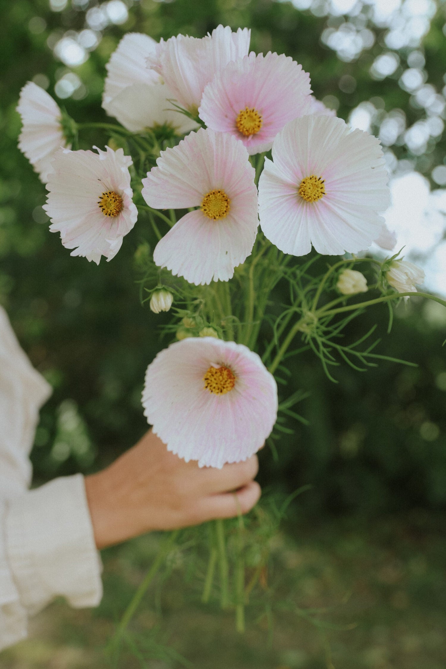 Cosmos - Cupcake Blush