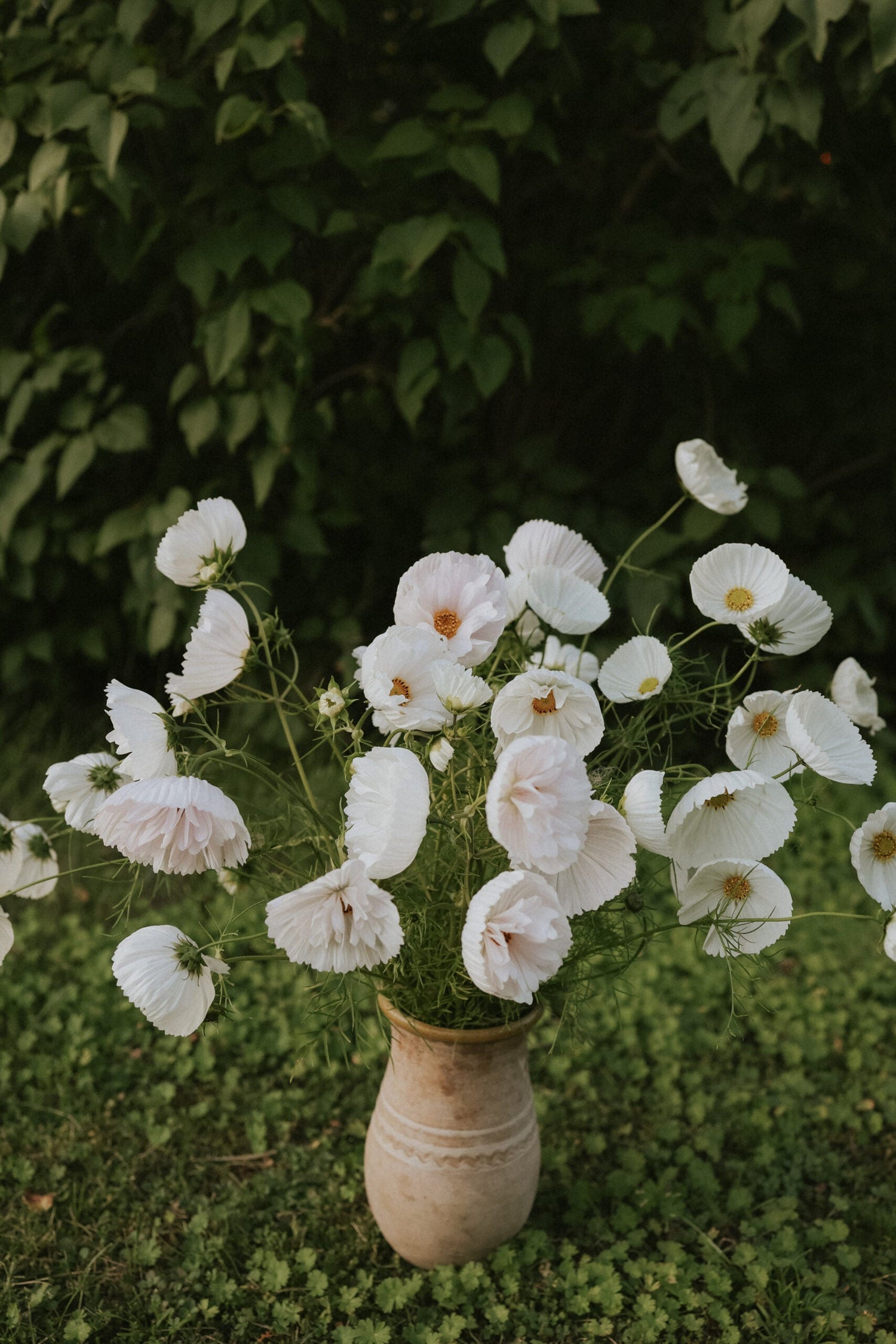 Cosmos - Cupcake White