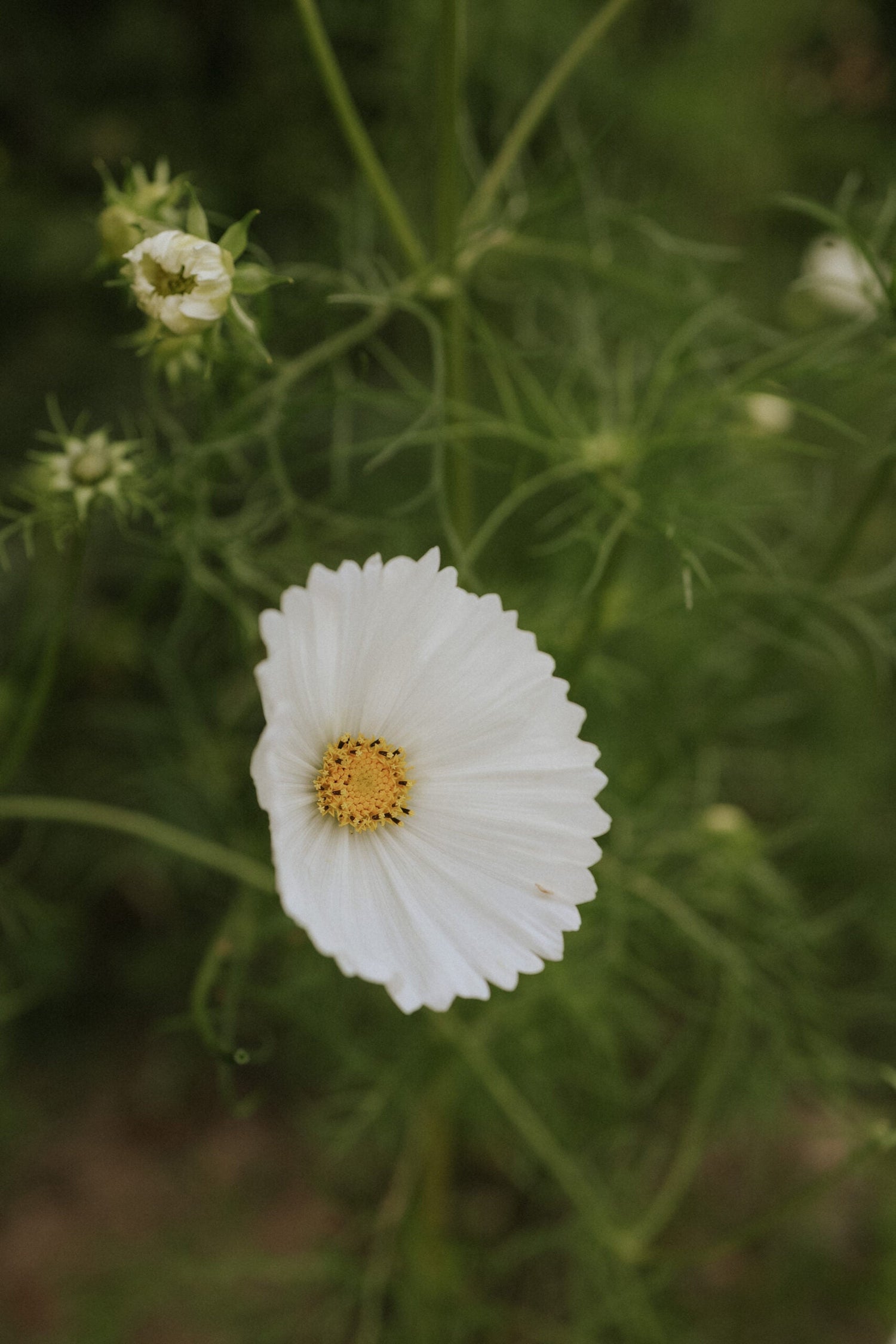 Cosmos - Cupcake White