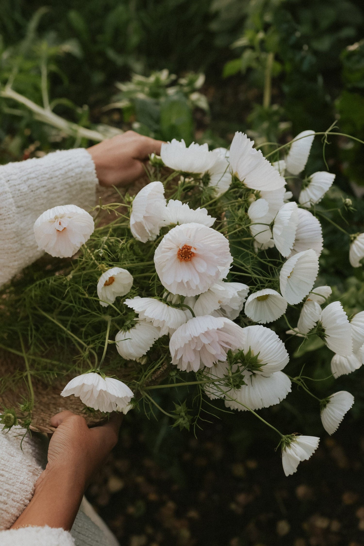 Cosmos - Cupcake White