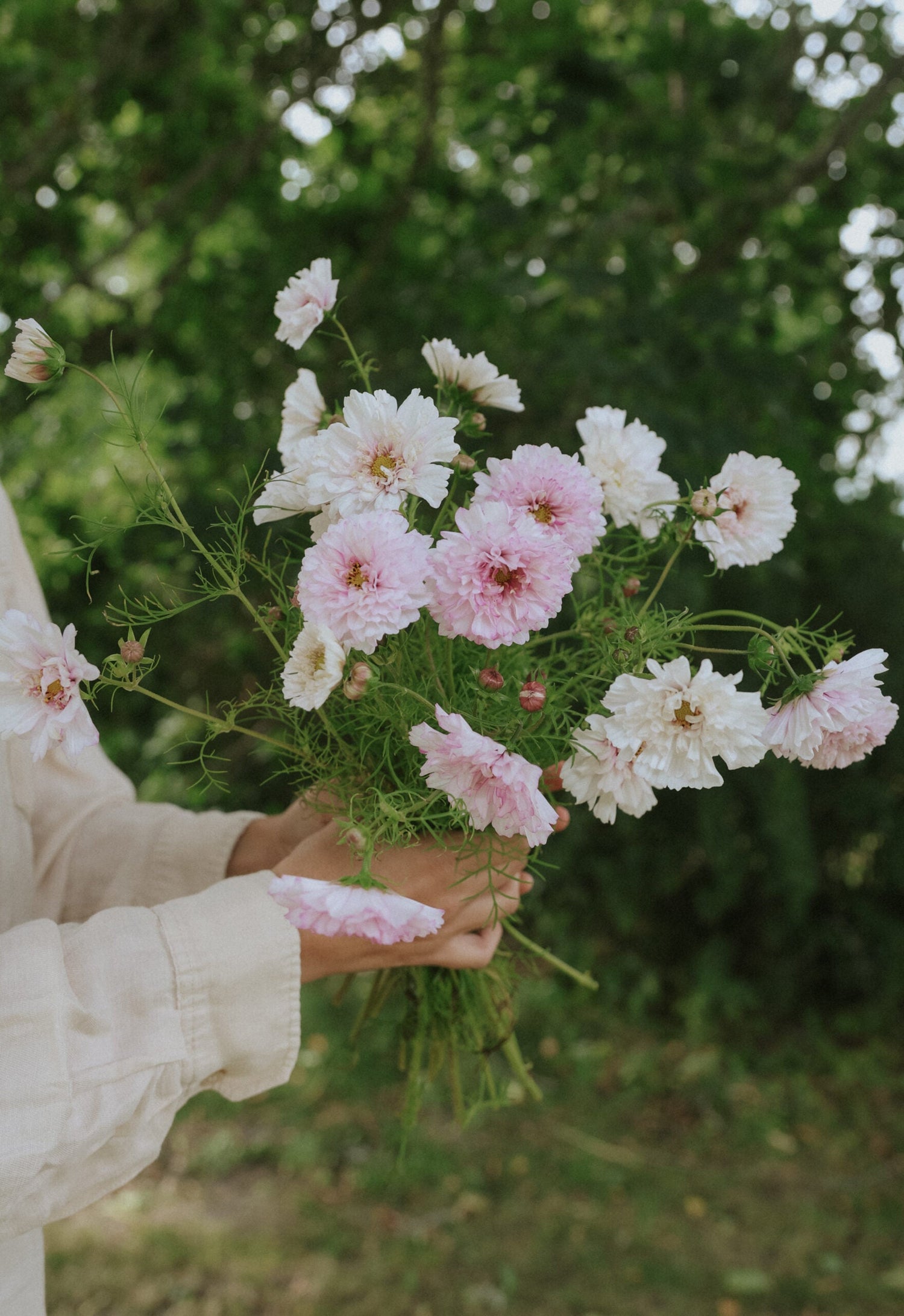 Cosmos - Double Click Bicolour Pink