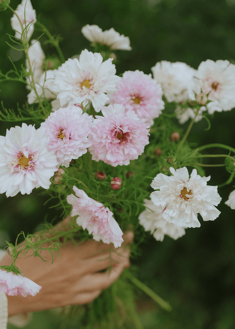 cosmos flower seeds online Seeds Cosmos - Double Click Bicolour Pink