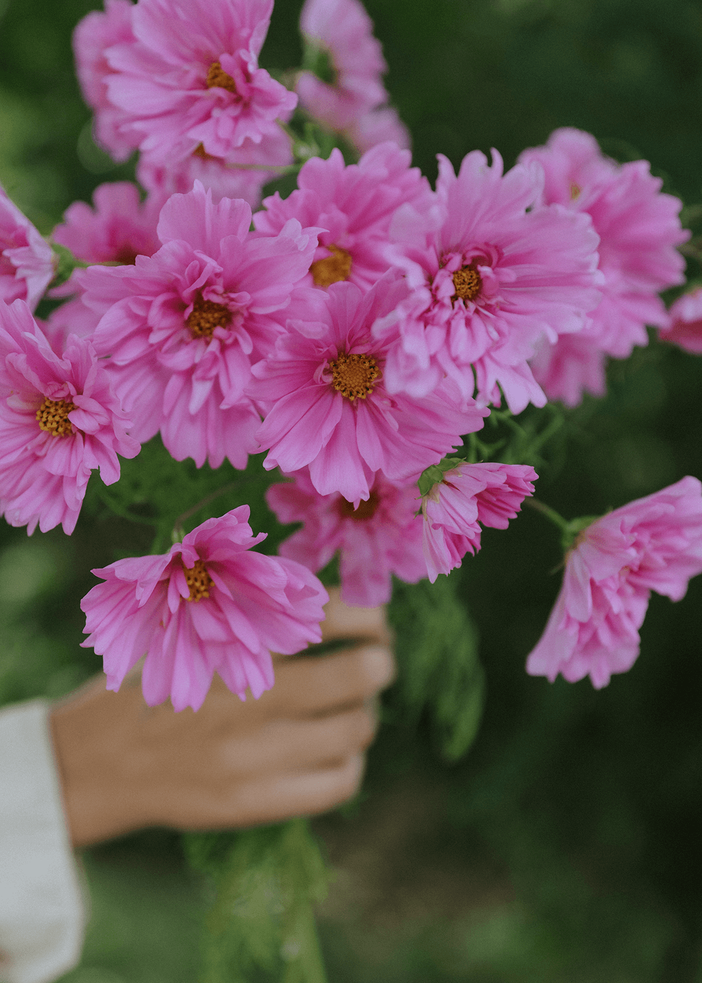 Cosmos - Double Click Rose Bonbon